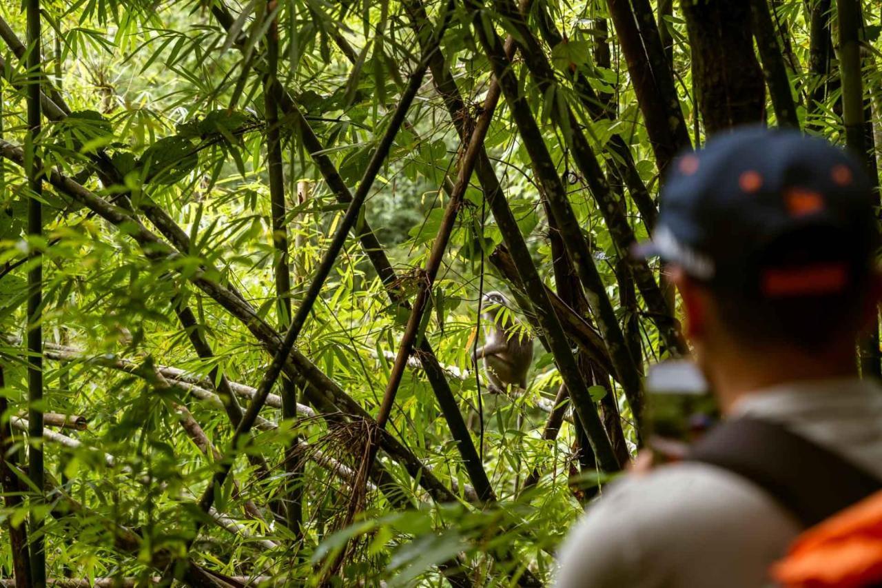 Monkey Mansion - Jungalows & Tours Khao Sok National Park Экстерьер фото